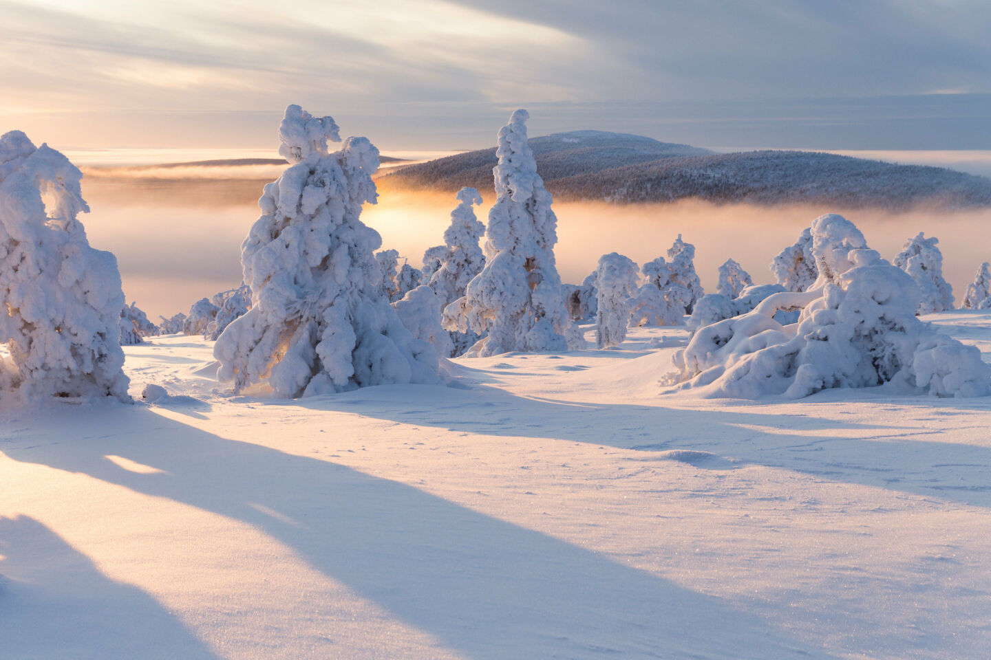 Snow-covered trees in Kittilä, Finland in winter