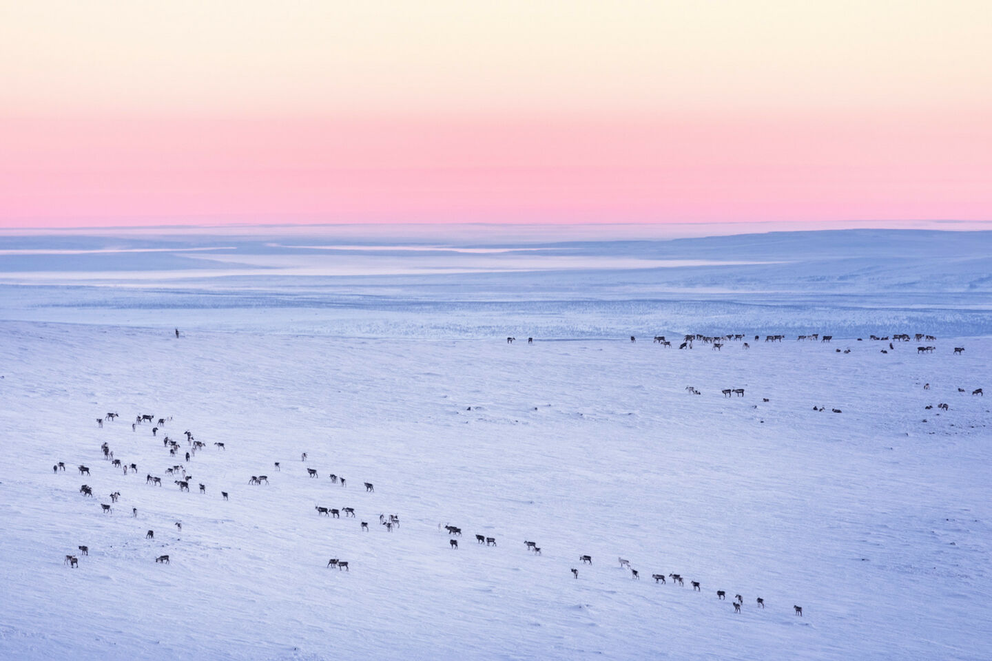 Reindeer under the polar night in Enontekiö, a Finnish Lapland filming location