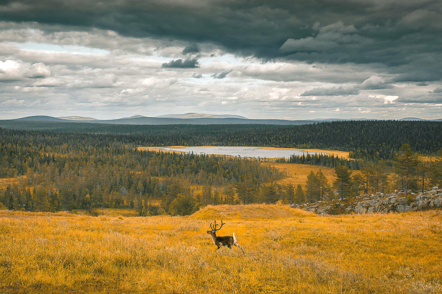 A reindeer crosses Sallatunturi fell in autumn, a Finish Lapland filming location