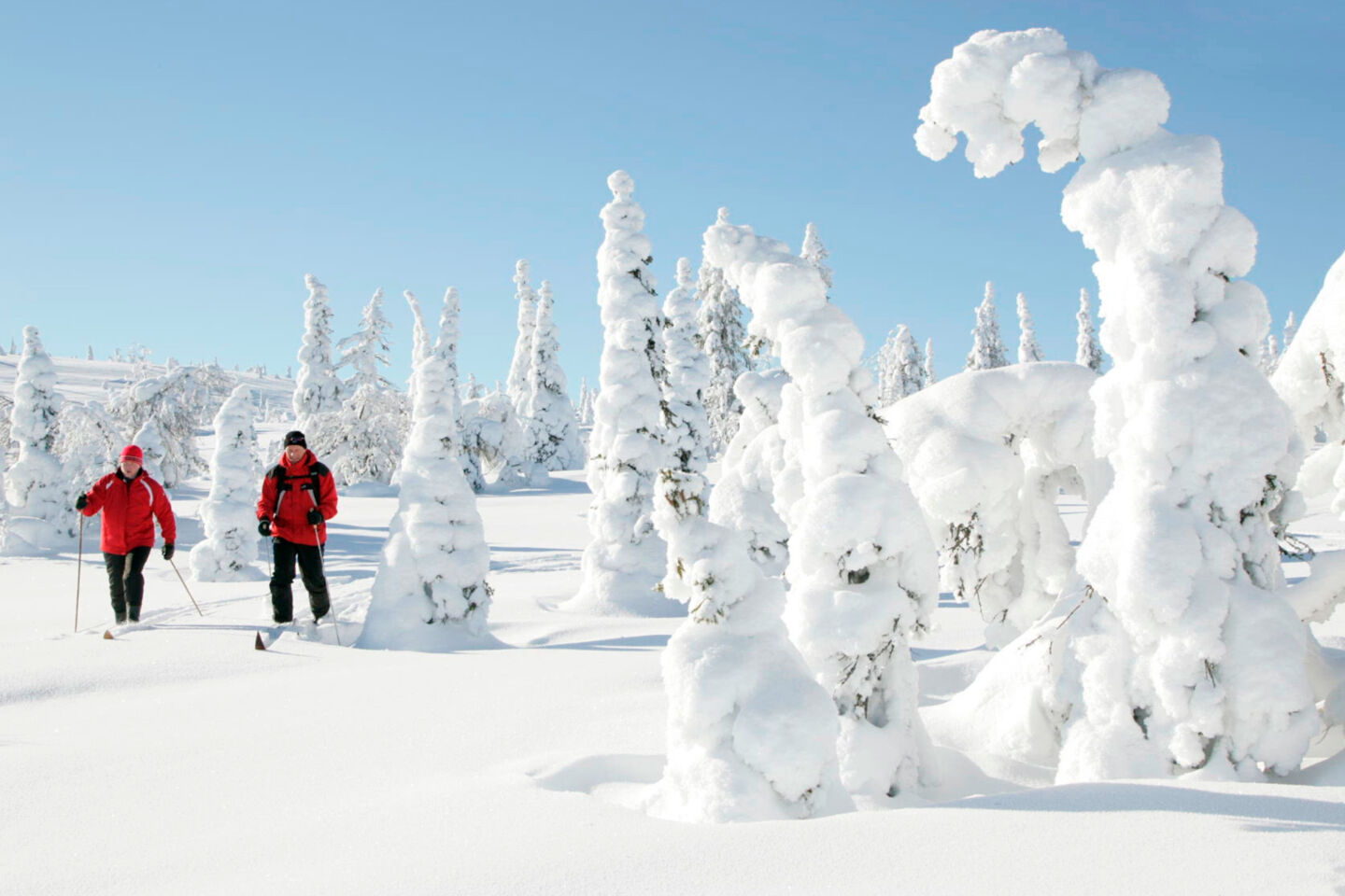 Snow-crowned trees in Posio, a Finnish Lapland filming location