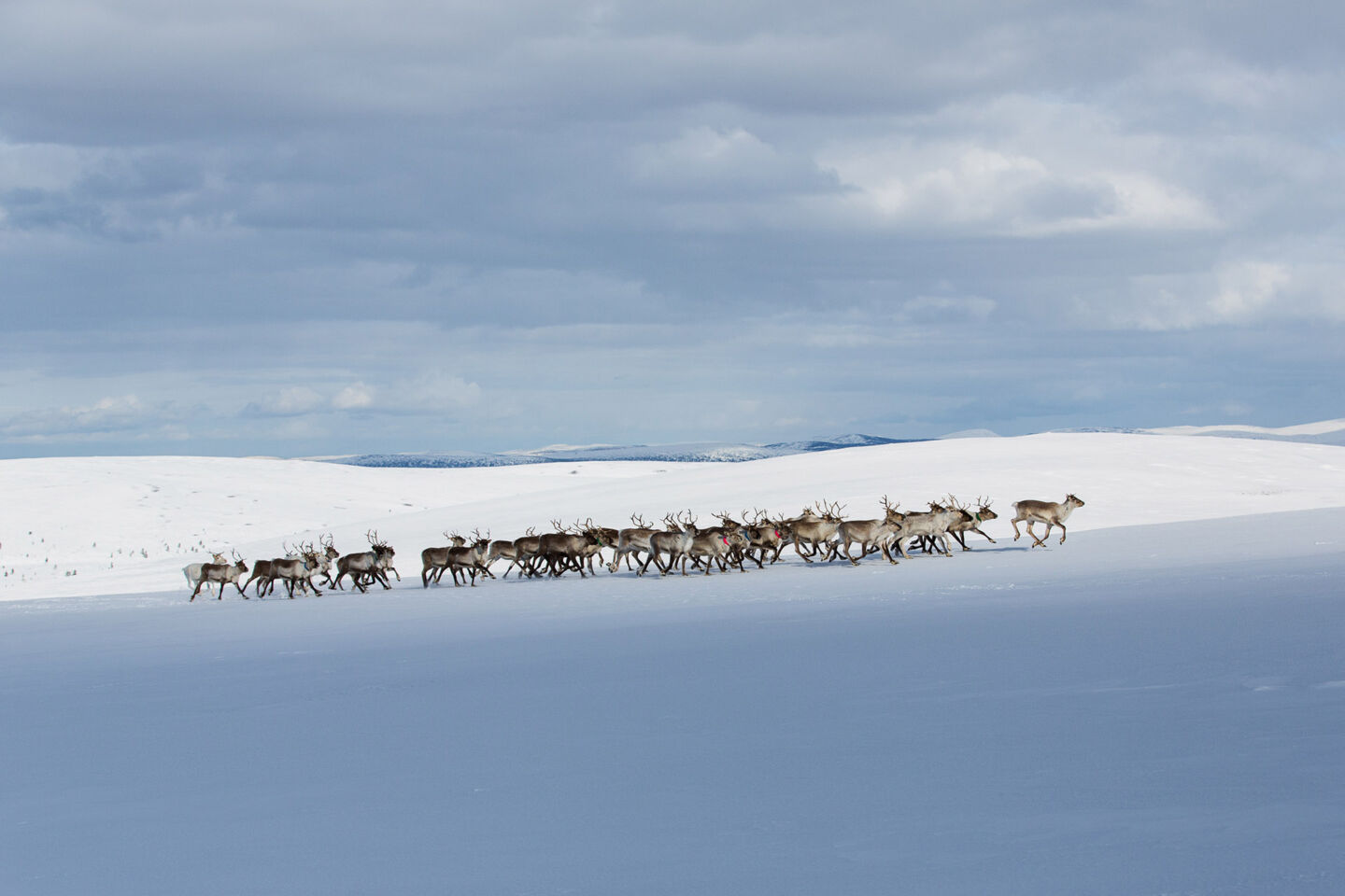 Reindeer herd on the snow in Inari, Finland in winter
