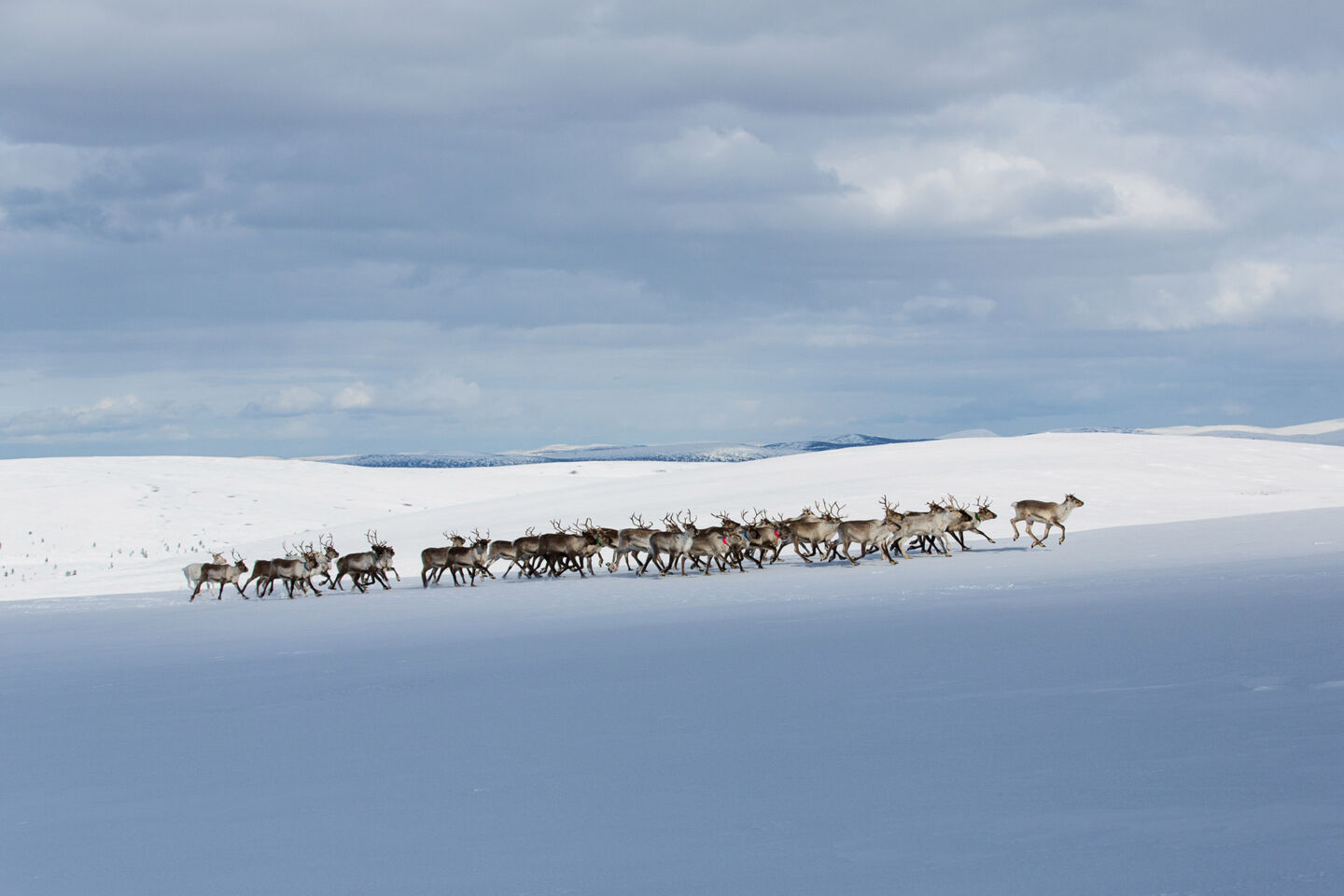 Reindeer herd on the snow in Inari, Finland in winter