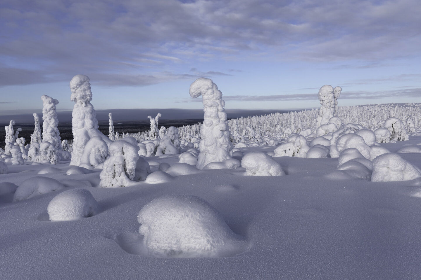 Snow-crowned trees in the wilderness of Savukoski, a Finnish Lapland filming location