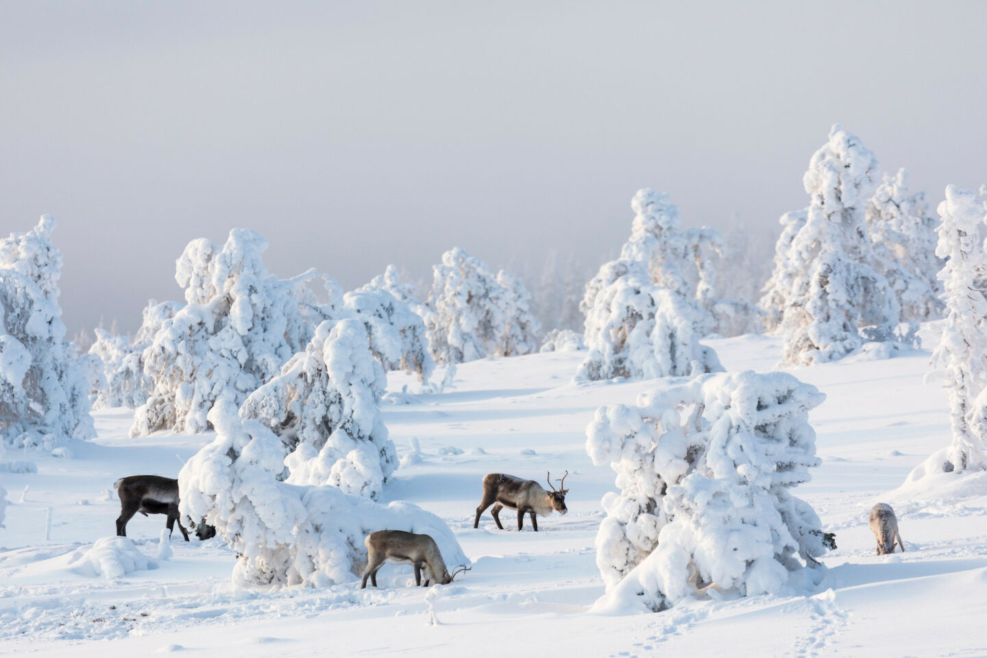 Reindeer & snow-crowned trees in Kittilä, Finland in winter