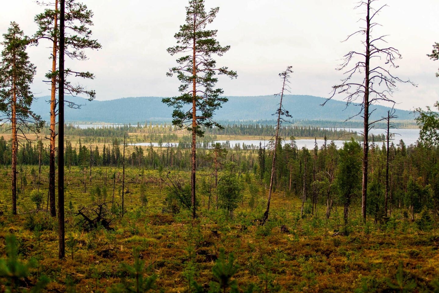 An autumn day in Muonio, a Finnish Lapland filming location