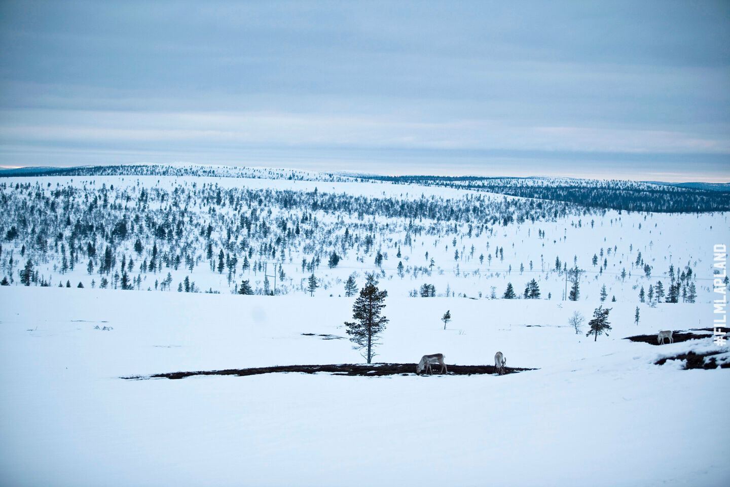 A reindeer roots through the snow in Inari, a Finnish Lapland filming location