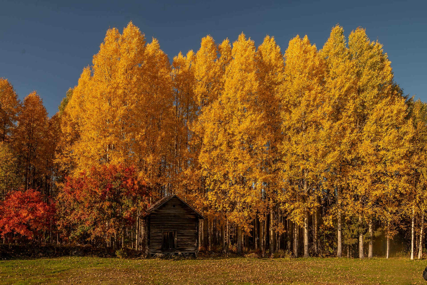 Autumn colors in Ranua, a feature of filming in Finnish Lapland locations