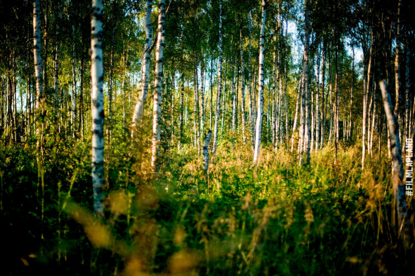 Birch tree forest in Sodankylä in summer, a Finnish Lapland filming location