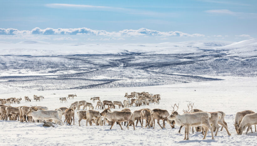 Reindeer wander among the snow in Enontekiö, a Finnish Lapland filming location