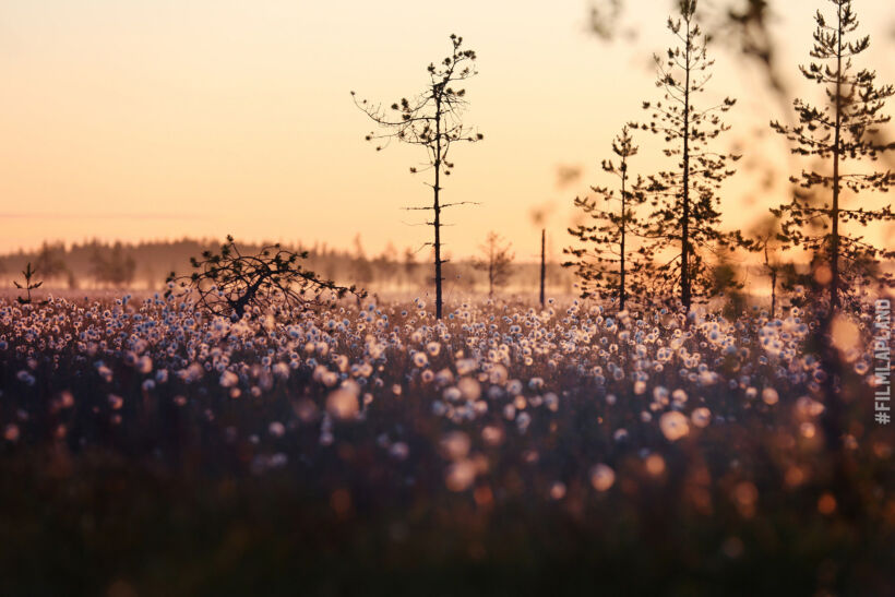 Midnight Sun over a bog in summer, a Finnish Lapland filming location