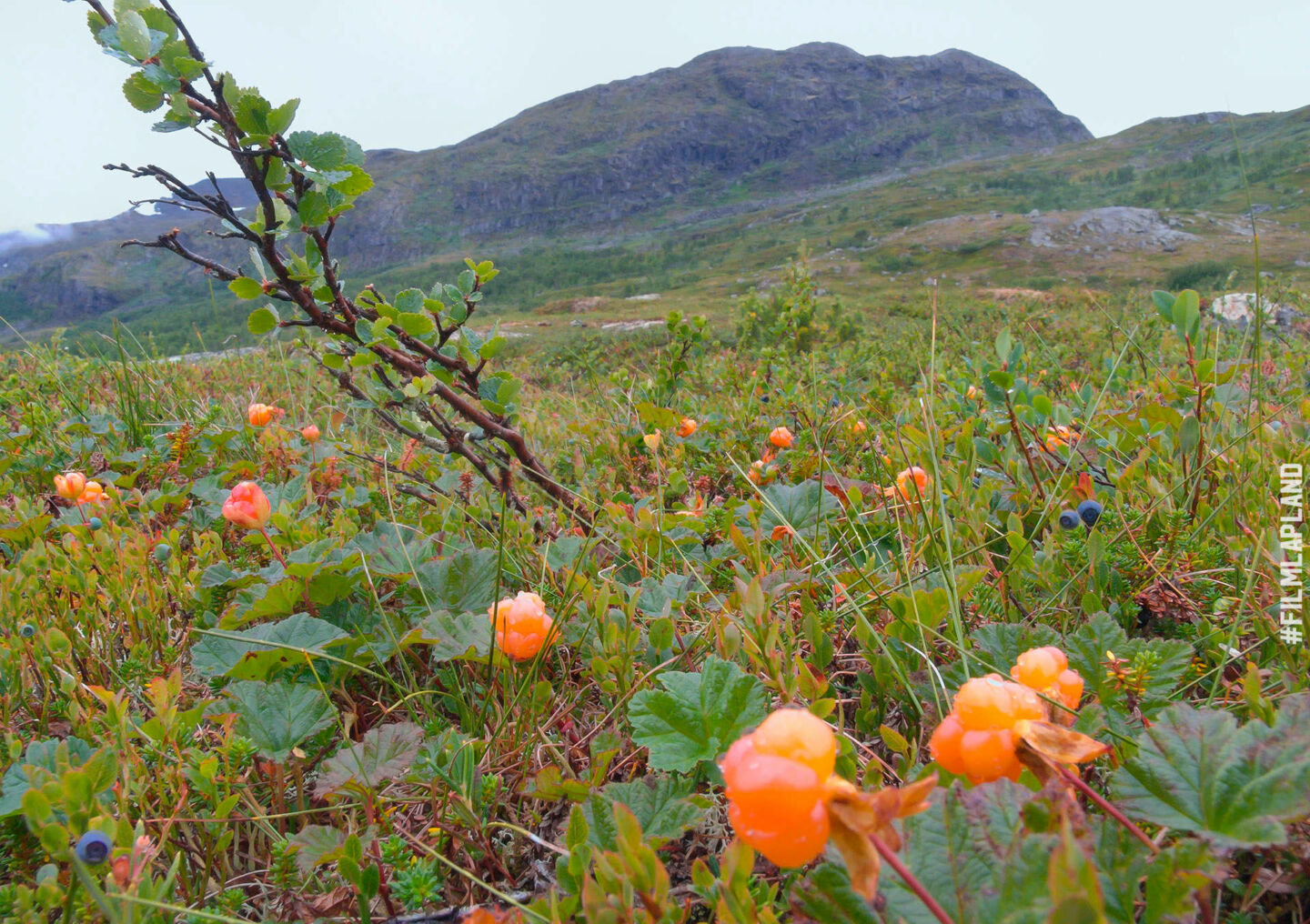 Picking berries are an important part of northern culture, a feature of filming locations in Finnish Lapland