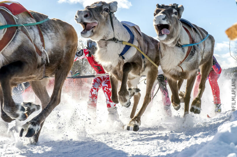 Reindeer races are an important part of northern culture, a feature of filming locations in Finnish Lapland