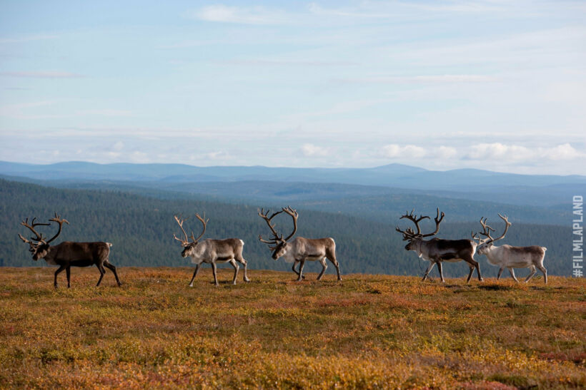 Reindeer are an important part of northern culture, a feature of filming locations in Finnish Lapland