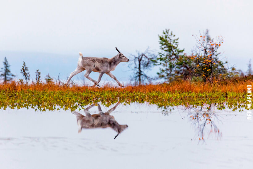 Reindeer & autumn colors in Posio, a feature of filming in Finnish Lapland locations