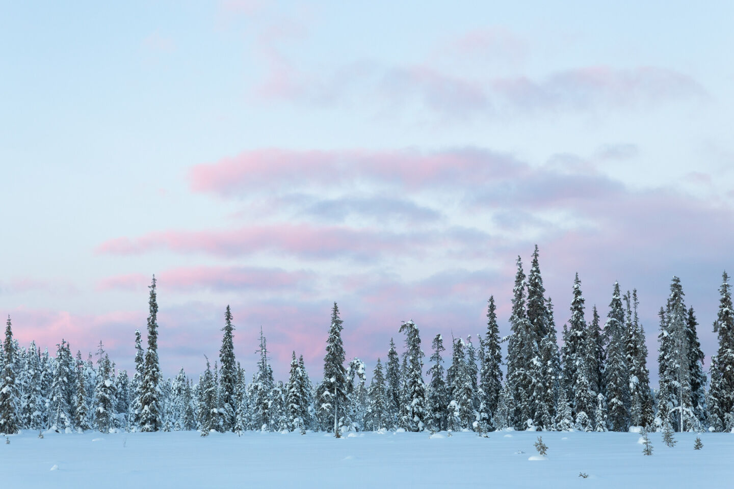 A snowy day in Urho Kekkoken National Park in Savukoski, a Finnish Lapland filming location