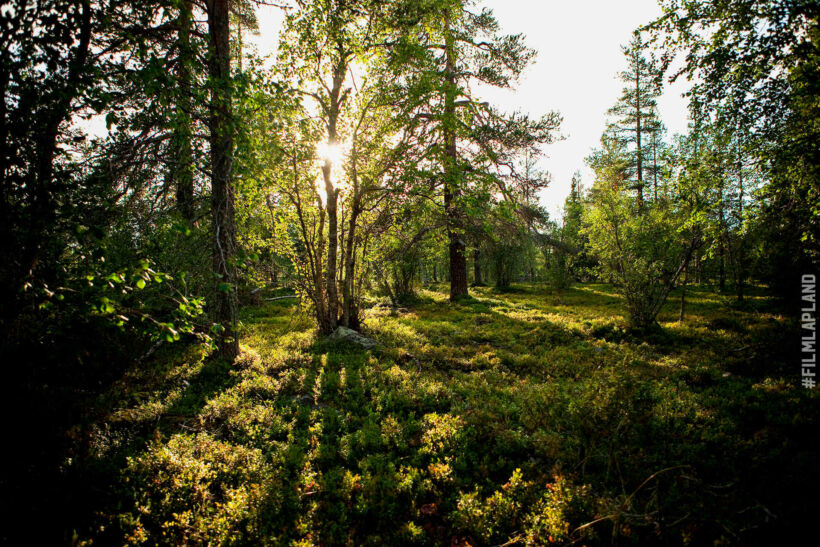 Wandering the forests of Sodankylä in summer, a Finnish Lapland filming location