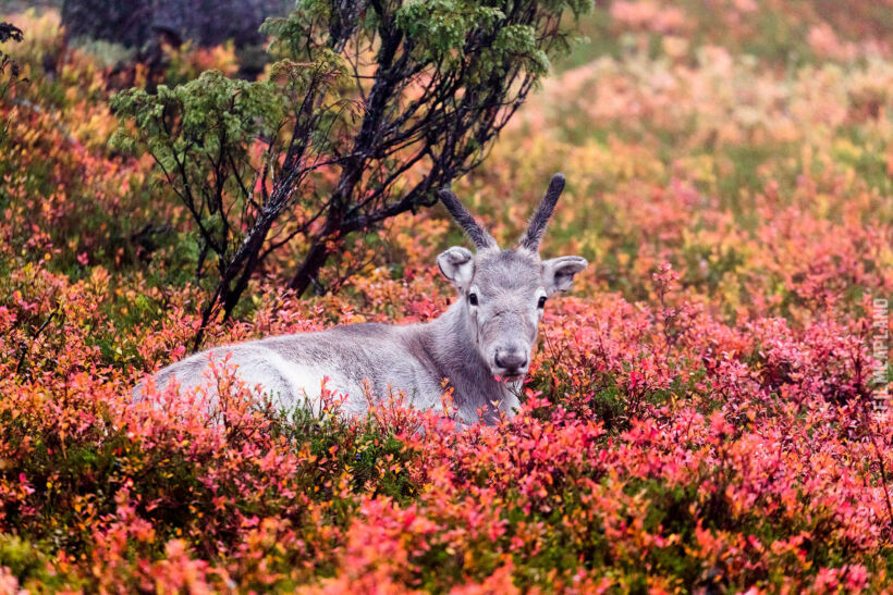 Reindeer & autumn colors in Posio, a feature of filming in Finnish Lapland locations