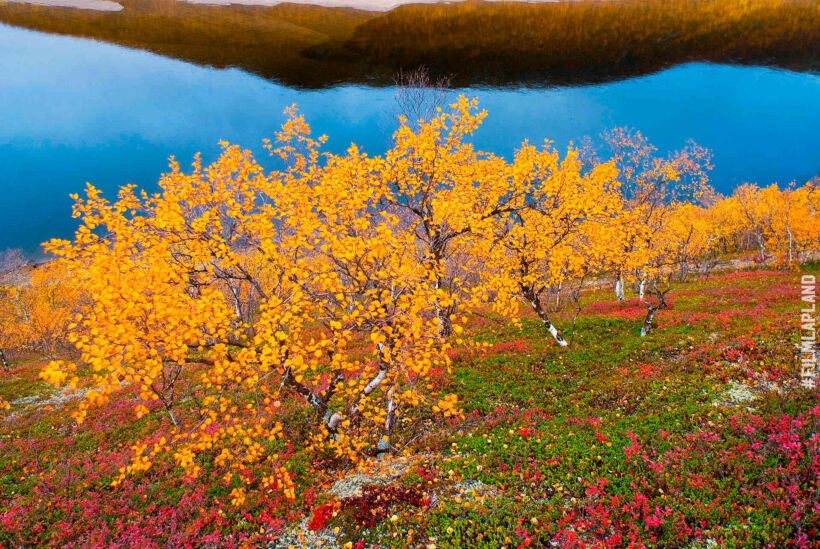 Autumn colors in Utsjoki, a feature of filming in Finnish Lapland locations