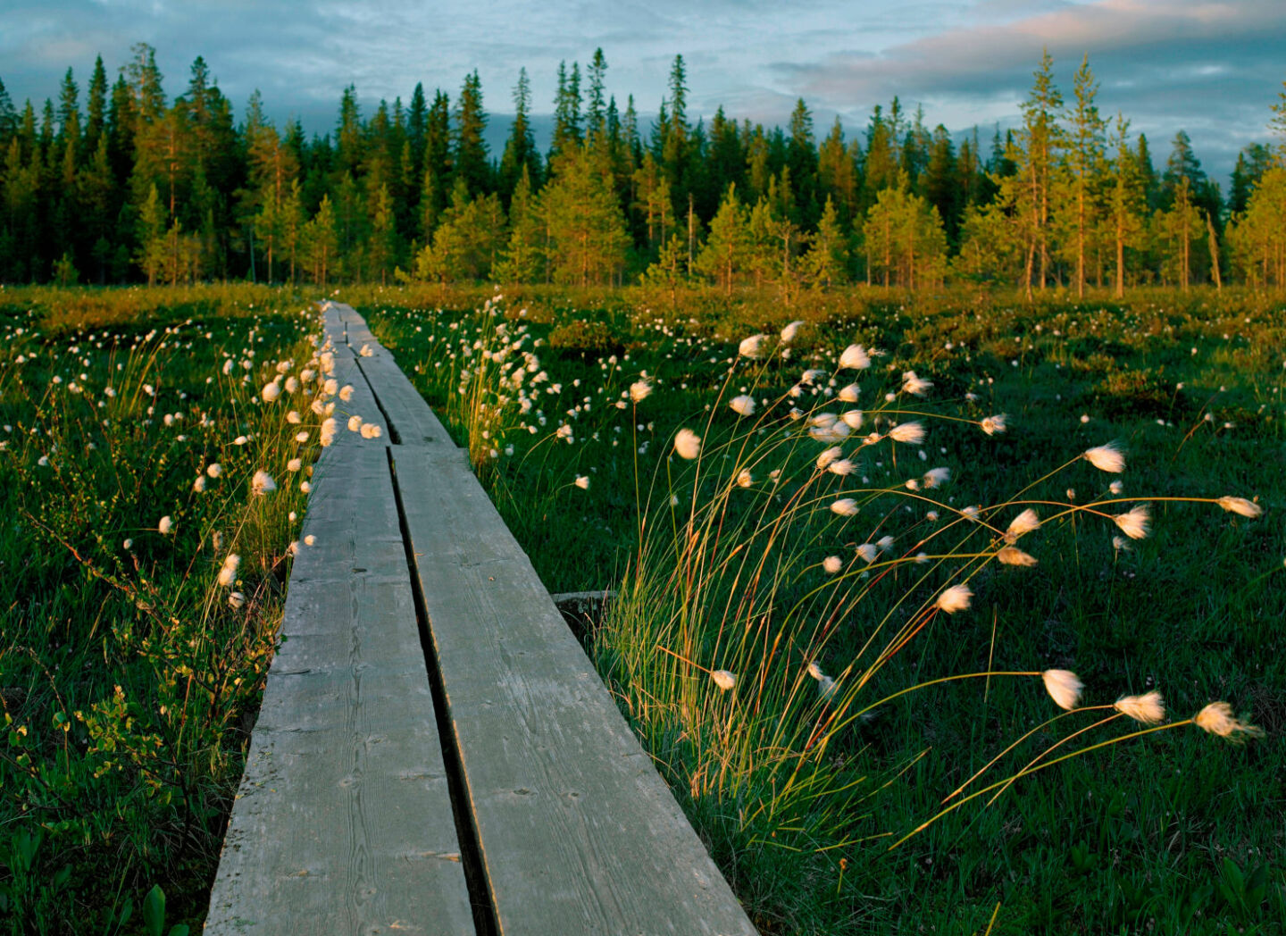 Duckboards across a marsh in Simo, a filming location in Finnish Lapland