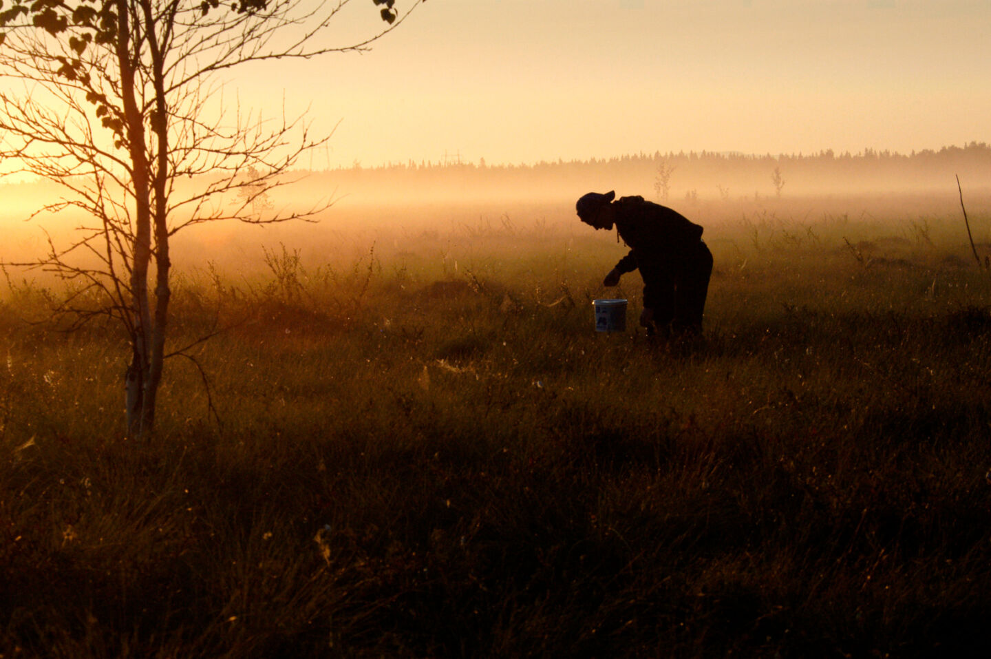 Berry picking in Tervola, a filming location in Finnish Lapland