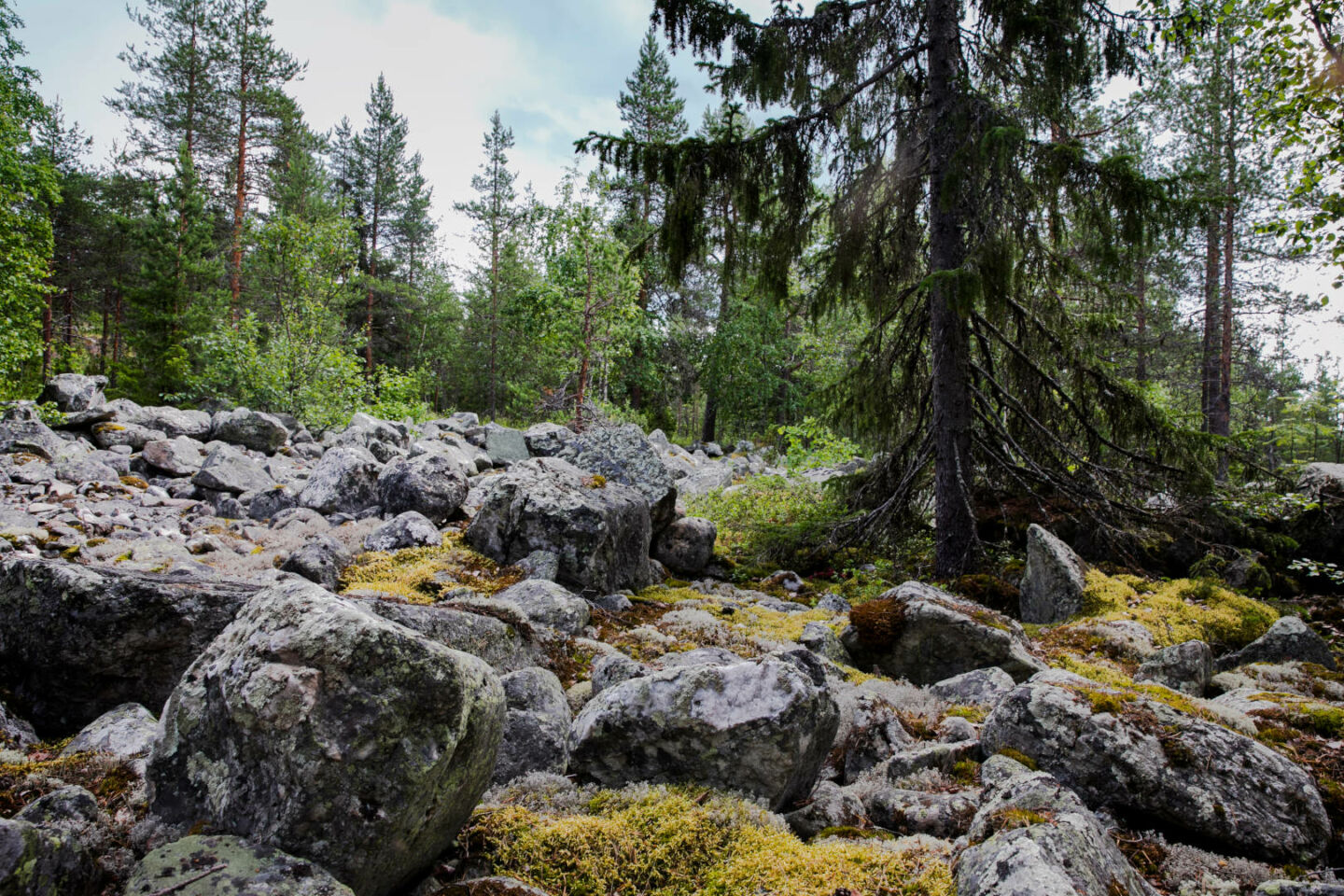 The stony wilderness of Kallinkangas near Kalli ski resort in Keminmaa, a retro rural Sea Lapland film location