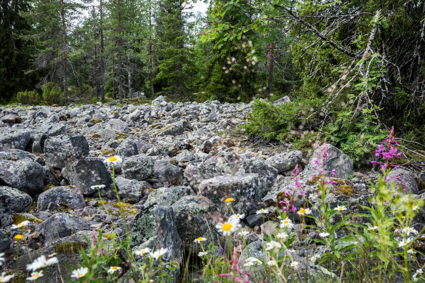 The stony wilderness of Kallinkangas near Kalli ski resort in Keminmaa, a retro rural Sea Lapland film location