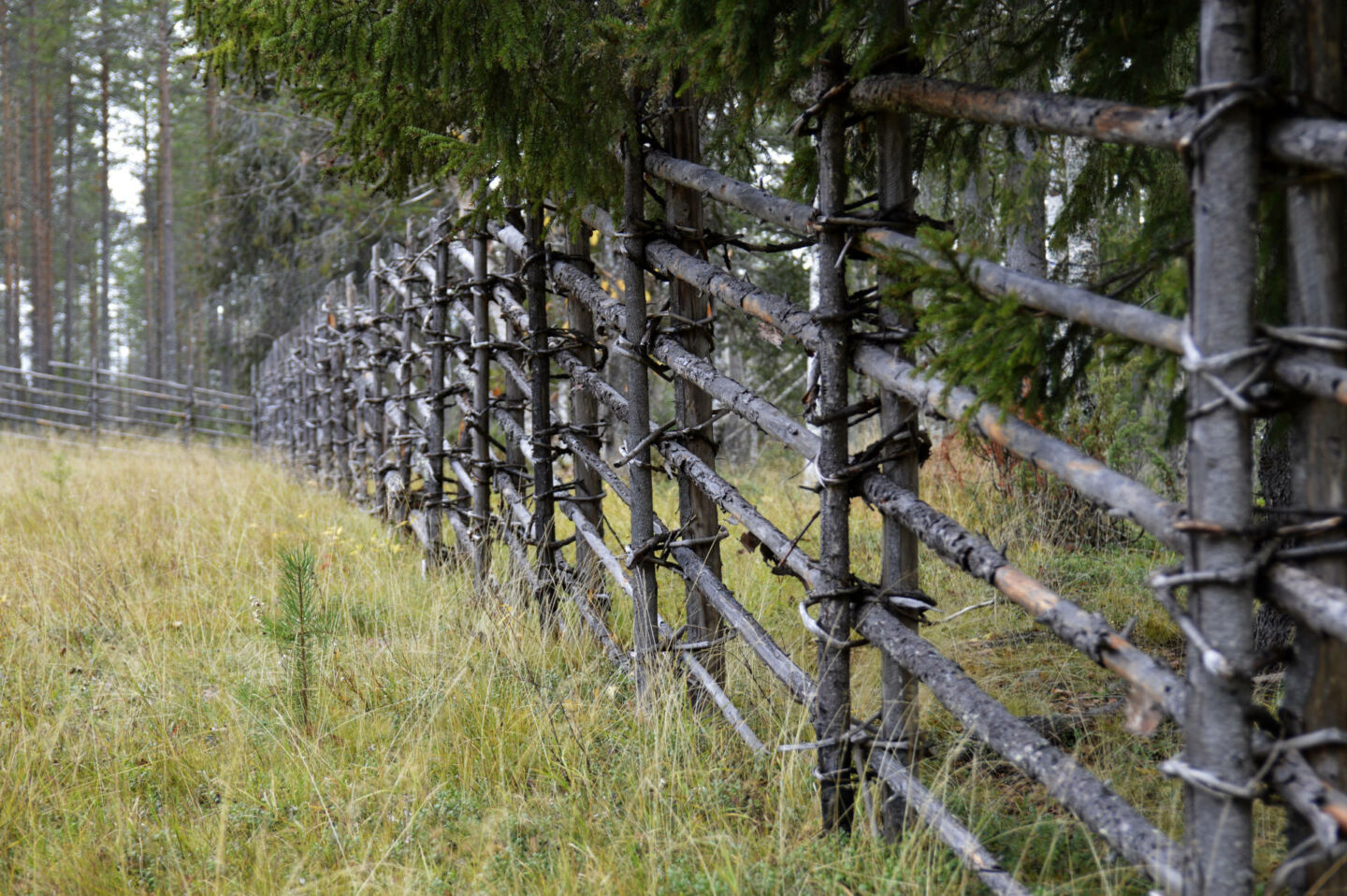 Fence by the Arctic homestead at Tarkkala Wilderness Estate in Savukoski, a Finnish Lapland filming location
